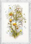 (image for) White Daisies